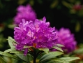 046_Madera_lasy wawrzynowe w okolicach Ribeiro Frio